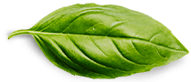 Home basil leaf